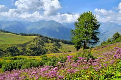 Bordeaux Wine Region